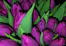 Схема вышивки «тюльпашка»