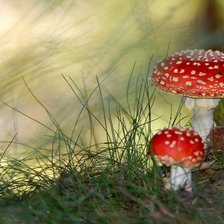 Схема вышивки «Мухоморчики»