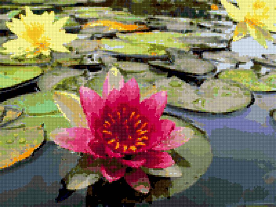 Кувшинки - цветы - предпросмотр