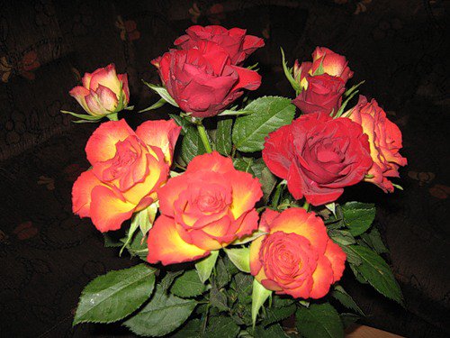 розы - цветы, розы - оригинал