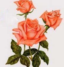 Схема вышивки «розы»