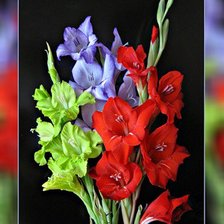Схема вышивки «гладиолусы»