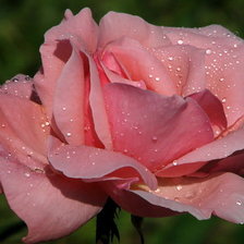 Схема вышивки «роза в росе»