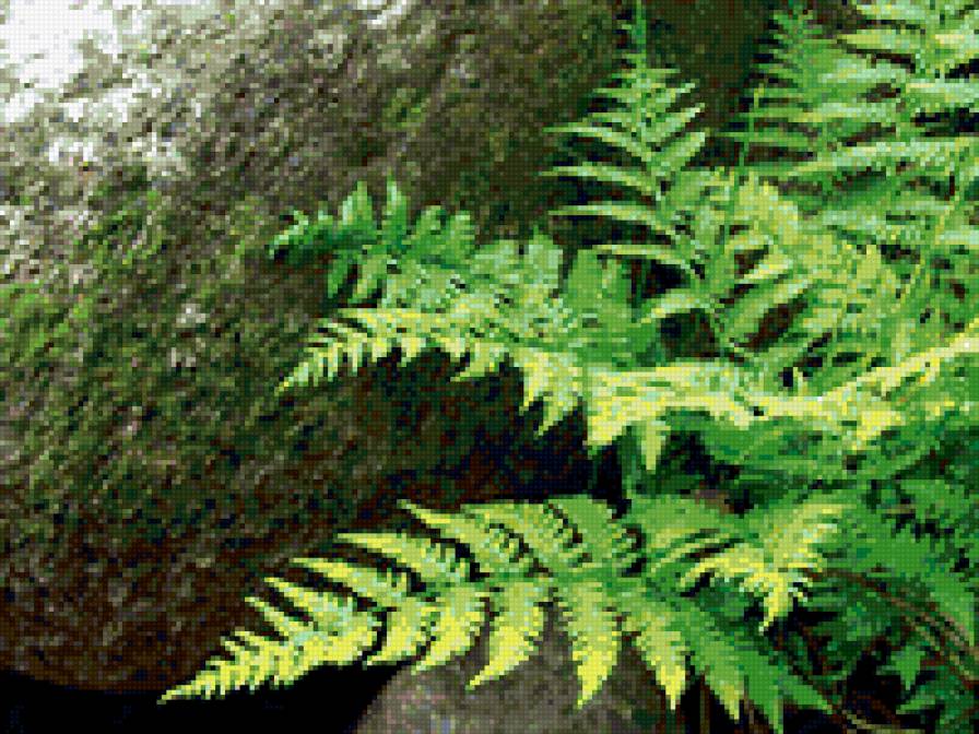 Папаротник - красота, разное - предпросмотр