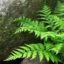 Схема вышивки «Папаротник»