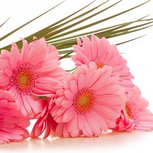 Схема вышивки «герберы»