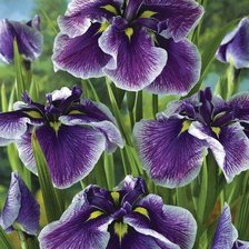 Схема вышивки «Ирисы»