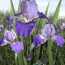 Схема вышивки «Ирисы»