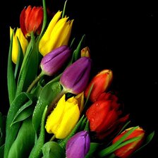 Схема вышивки «Тюльпаны»