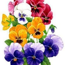 Схема вышивки «анютки»