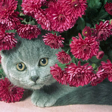 Схема вышивки «британец в хризантемах»