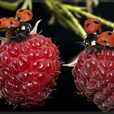 Схема вышивки «№310572»