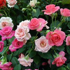 Схема вышивки «розы дивные»