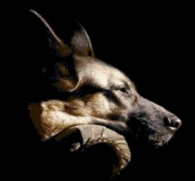 овчарка - овчарка, собака - оригинал