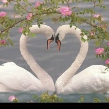 Схема вышивки «Лебеди»