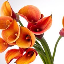 Схема вышивки «Каллы»