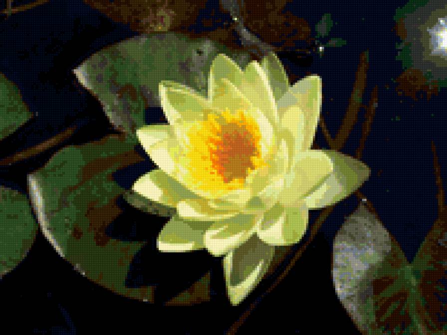 желтая кувшинка - предпросмотр