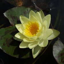 желтая кувшинка