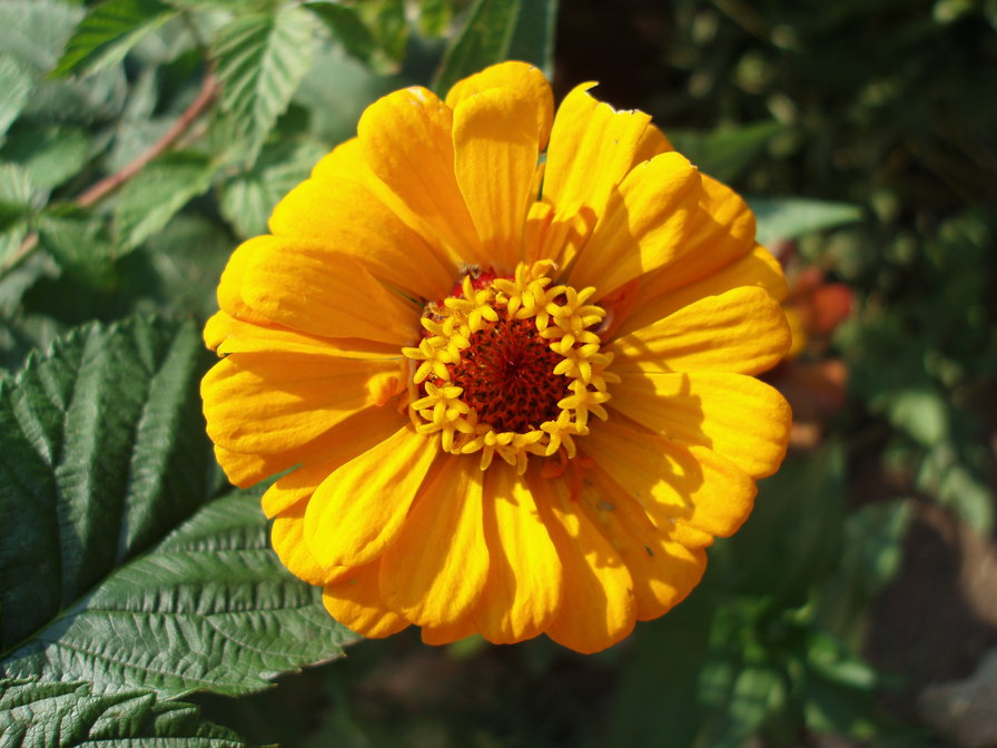 майор - оригинал