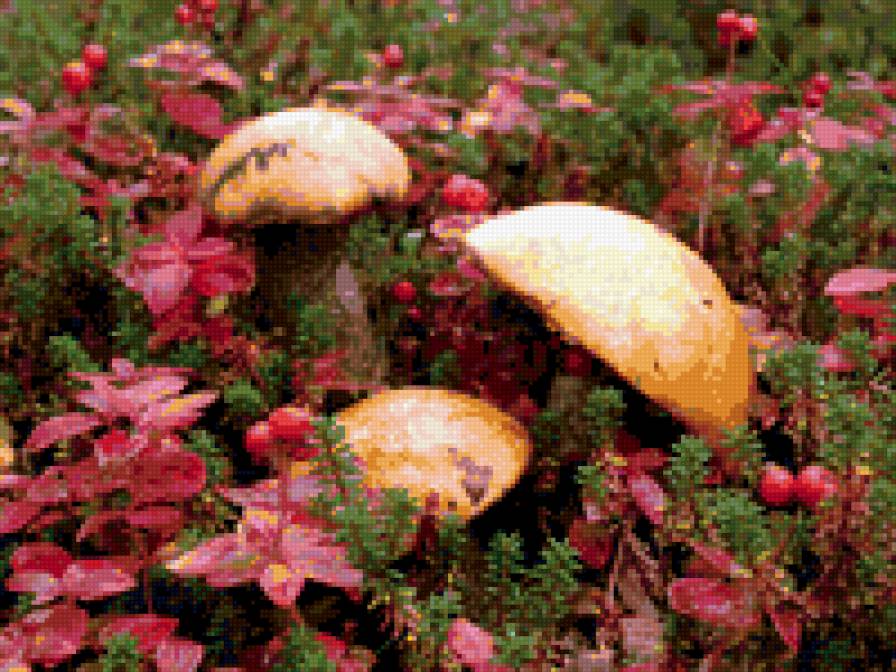 грибы - предпросмотр