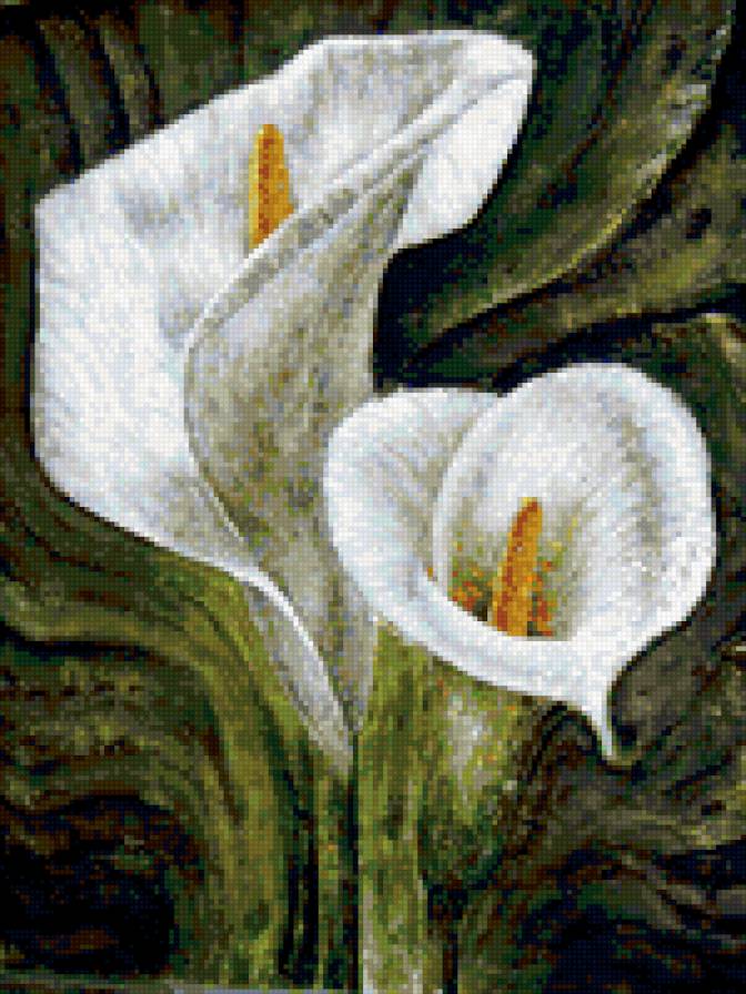 Каллы - предпросмотр