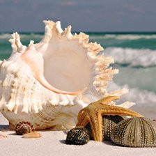 Схема вышивки «ракушки»