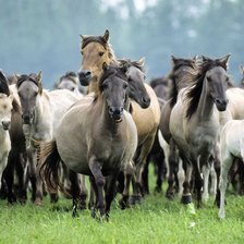 Схема вышивки «табун лошадей»