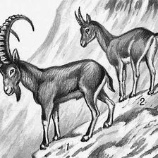 Схема вышивки «Картина-горные козлята)»