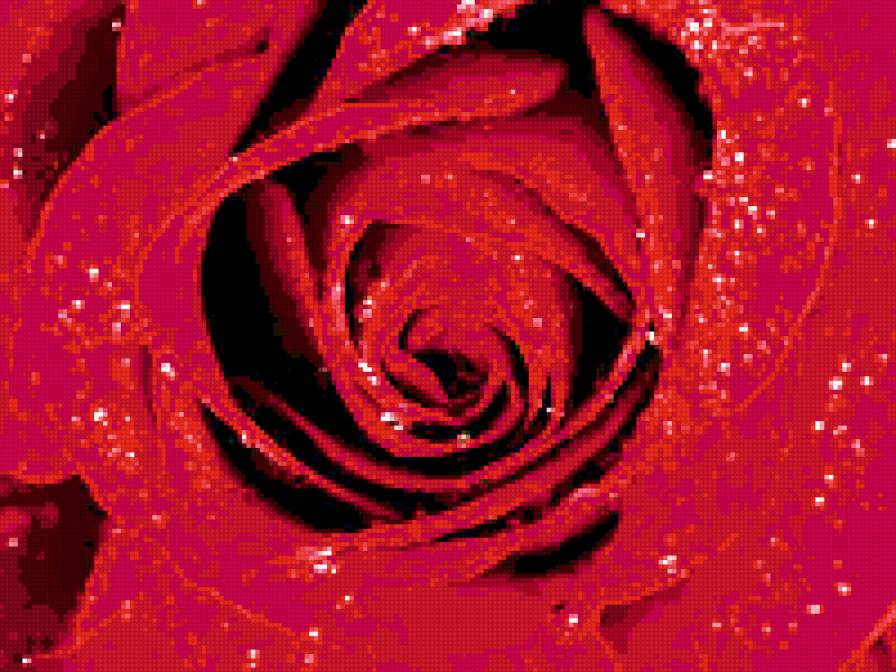 алая роза - цветок - предпросмотр