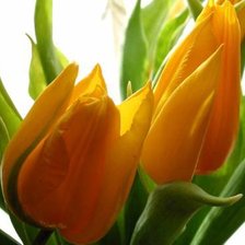 Схема вышивки «желтые тюльпаны»