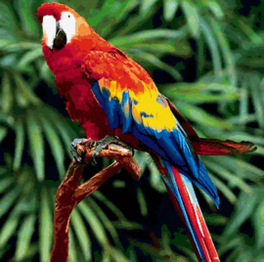 Попугай ара - южная америка, аоаугай, птицы - предпросмотр