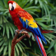 Схема вышивки «Попугай ара»