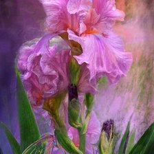 Схема вышивки «ирис»