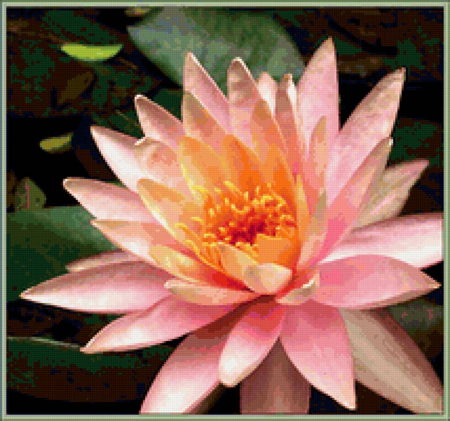 Розовый лотос - цвты, картина - предпросмотр