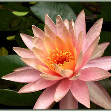 Схема вышивки «Розовый лотос»