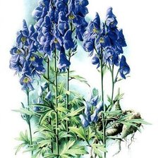 Схема вышивки «Цветы»