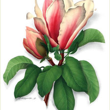 Схема вышивки «Магнолия»