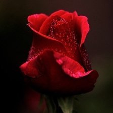 Схема вышивки «роза»