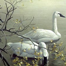 Схема вышивки «лебеди 7»