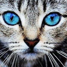 Схема вышивки «№311369»