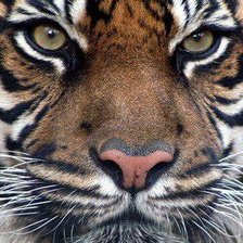 Схема вышивки «№311434»