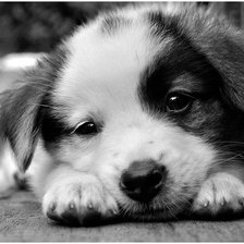 Схема вышивки «щенок»