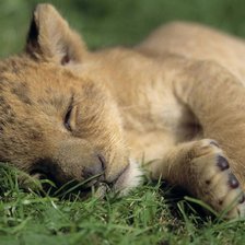 Схема вышивки «львенок»