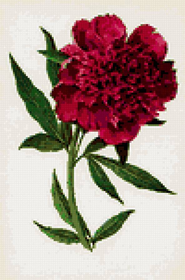 Красный пион - пион - предпросмотр