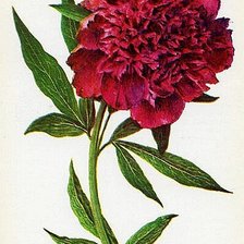 Схема вышивки «Красный пион»