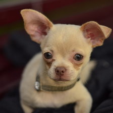 Схема вышивки «Мой Снуппик»