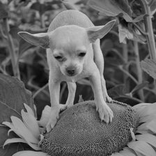 Схема вышивки «Снупюша»