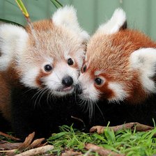 Схема вышивки «Малая панда»