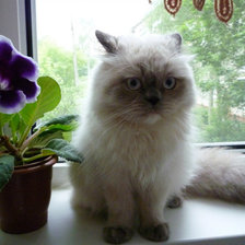 Схема вышивки «кошка»