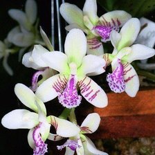 Схема вышивки «орхідея»